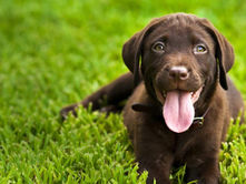 Amigos peludos: Día Mundial del Perro