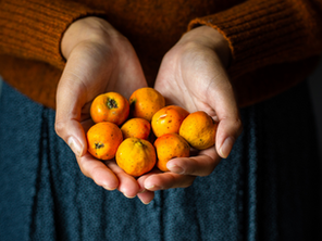 Descubre los beneficios del té de tejocote en invierno