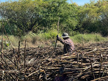 Inicia la zafra 2025–2026 para fortalecer el sector cañero