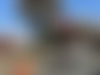 Gobierno de la Ciudad realiza intervenciones en palmeras en la Colonia La Paz y Avenida Juárez