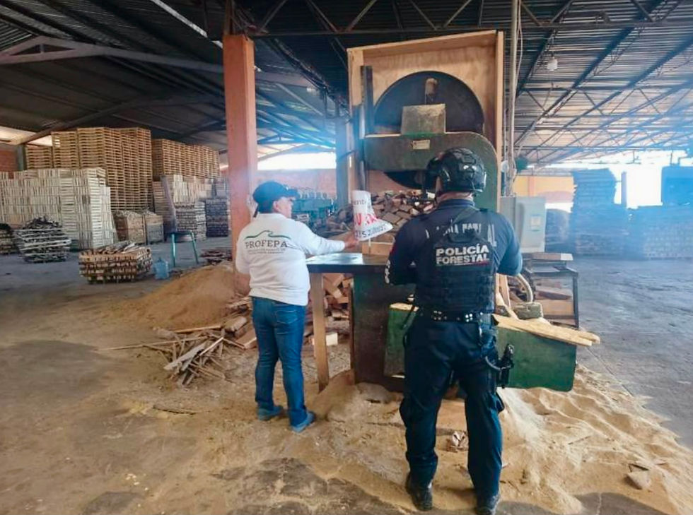 Clausuran SSP y PROFEPA aserraderos en Chignahuapan y Aquixtla