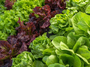 10 Beneficios de la lechuga (¡comprobados!)
