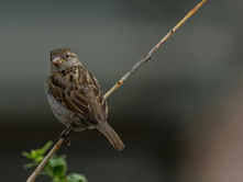 ¿Qué recuerdan las aves de las personas que las alimentan?