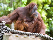 La gente del bosque: Día Mundial del Orangután