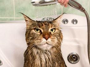 ¿Con qué bañar a mi gato si no tengo champú?