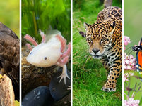  Animales patrióticos: los símbolos que México heredó de Mesoamérica