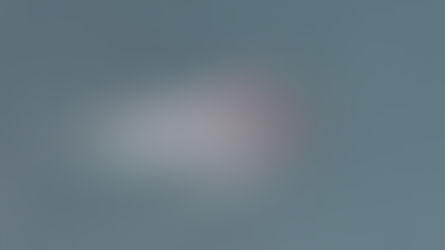 ¿Qué es un Narval? | Conocido como el «pez con cuerno de unicornio»