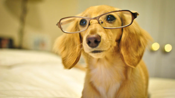 10 curiosidades sobre la visión de los perros