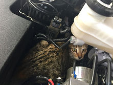 Qué hacer en caso de que un gato se haya metido al motor de tu auto