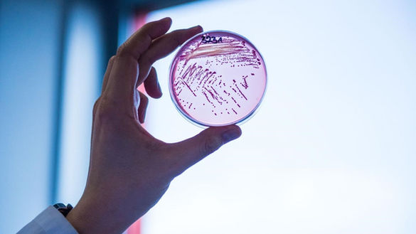 Salud ordena revisión de servicios de alimentación en hospitales tras brote de Salmonella; 23 médicos permanecen internados