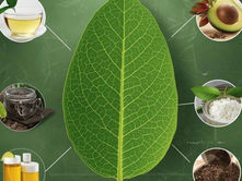 Hoja de aguacate: el potente remedio ancestral que la ciencia pide no ignorar