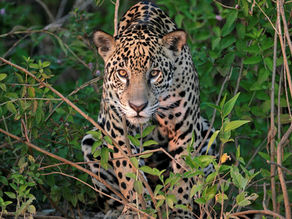 Día Mundial de la Conservación del Jaguar