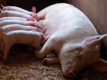 El "chambismo" y la ubre sexenal