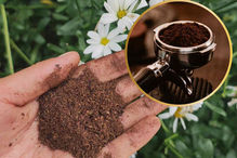 3 usos que puedes darle a los residuos de café para no desperdiciarlos en casa y darles una segunda oportunidad