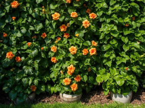 3 plantas que evitan que tus vecinos te espíen ¡Muro natural y precioso!