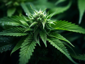 Investigadores BUAP estudian cannabinoides para tratamiento de epilepsia