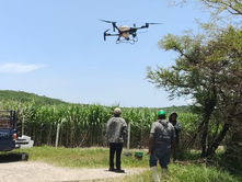 SADR atiende 60 hectáreas de caña en Tepeojuma con drones agrícolas