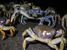 Sobreexplotación amenaza al cangrejo azul en Alvarado; alertan de su posible extinción