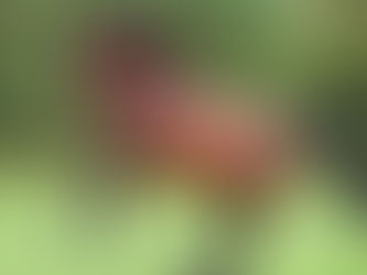 Nuestro primer amigo: Día Mundial del Caballo
