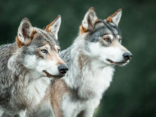 La increíble historia de cómo los lobos se convirtieron en perros