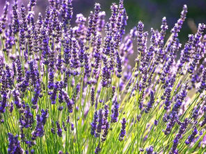 Lavanda. Propiedades, beneficios y para qué sirve esta planta