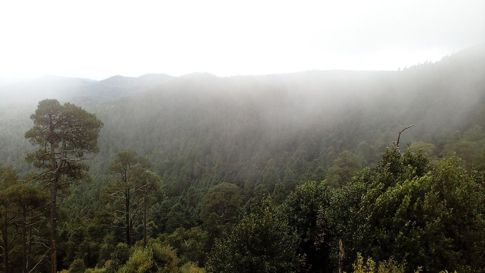 Programa Sembrando Vida restaurará mil hectáreas en Tlaxcala