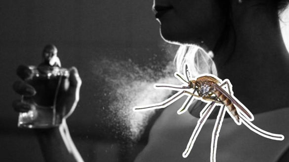 Olores que no debes usar en tu piel si no quieres que te piquen los mosquitos