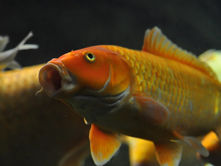 ¿Por qué los peces de agua dulce mueren en agua salada?