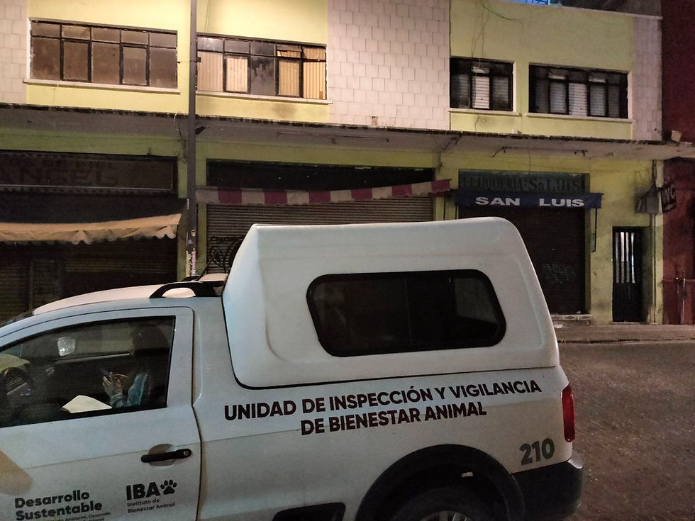 Gobierno del Estado de Puebla rescata a felino en condiciones de riesgo