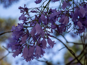 La primavera en una taza: descubre el té de jacaranda y sus beneficios