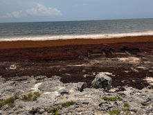 Retiran más de 2 mil toneladas de sargazo en el Caribe mexicano