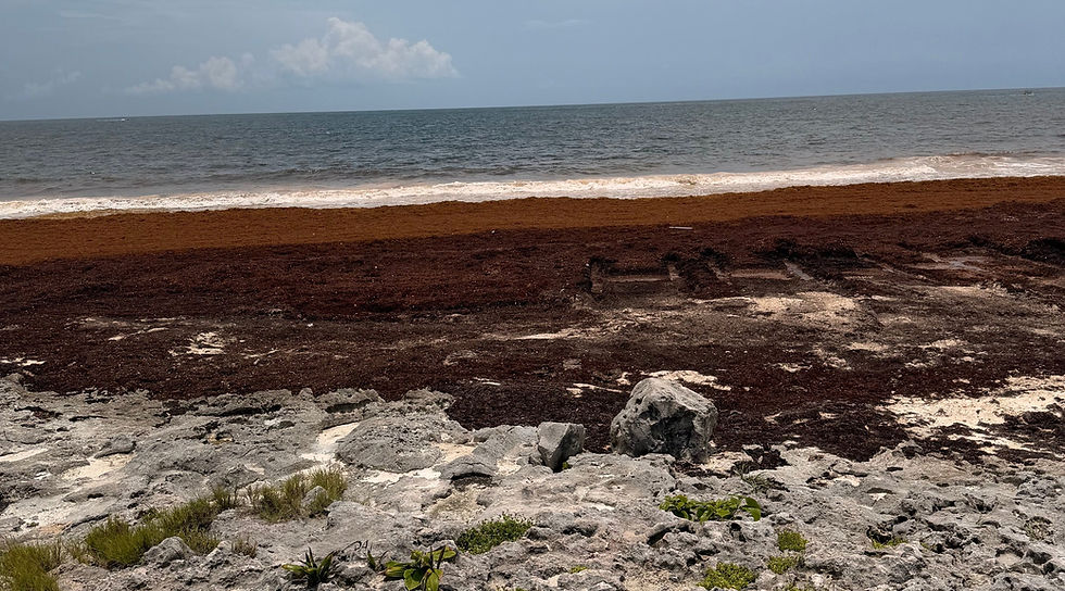 Retiran más de 2 mil toneladas de sargazo en el Caribe mexicano
