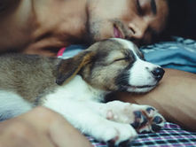 ¿Es bueno dormir con tu mascota? Pros y contras para la salud