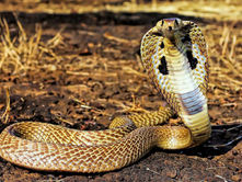 Cobra, la serpiente encapuchada