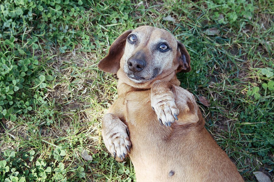 ¿Los animales mamíferos tienen ombligo? ¡Descúbrelo!