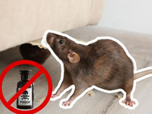 ¡Diles adiós! ¿Cómo eliminar a las ratas sin veneno?