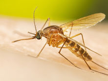 Día Mundial del Mosquito