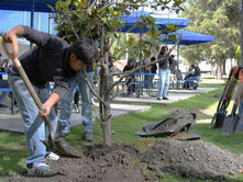 Participa facultad de Ciencias Biológicas BUAP realiza jornada de arborización