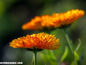 ¡Conoce 5 flores medicinales!
