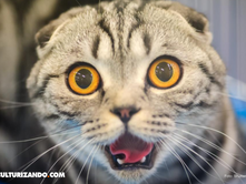 10 mitos comunes sobre los gatos
