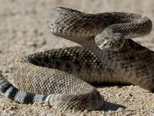 Leyenda y curiosidades de la serpiente de cascabel | Fascinantes