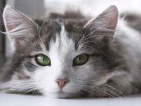 Formas en que tu gato te demuestra que te ama