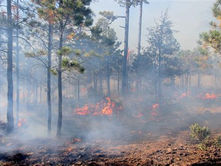 Crean estudiantes del IPN IA para prevenir incendios forestales