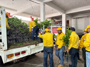 Secretaría de Medio Ambiente entrega 5,000 árboles de limón en 4 municipios
