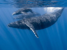 Día Mundial de las Ballenas y los Delfines