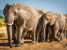 Colosos terrestres: DÃa Mundial del Elefante