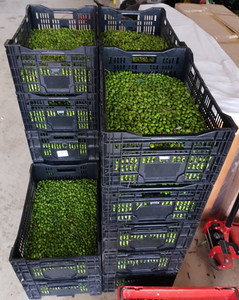 Stacked olive bins all ready to go to the press