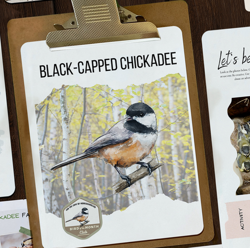 Chickadee Nature Study | FTL of Homeschooling