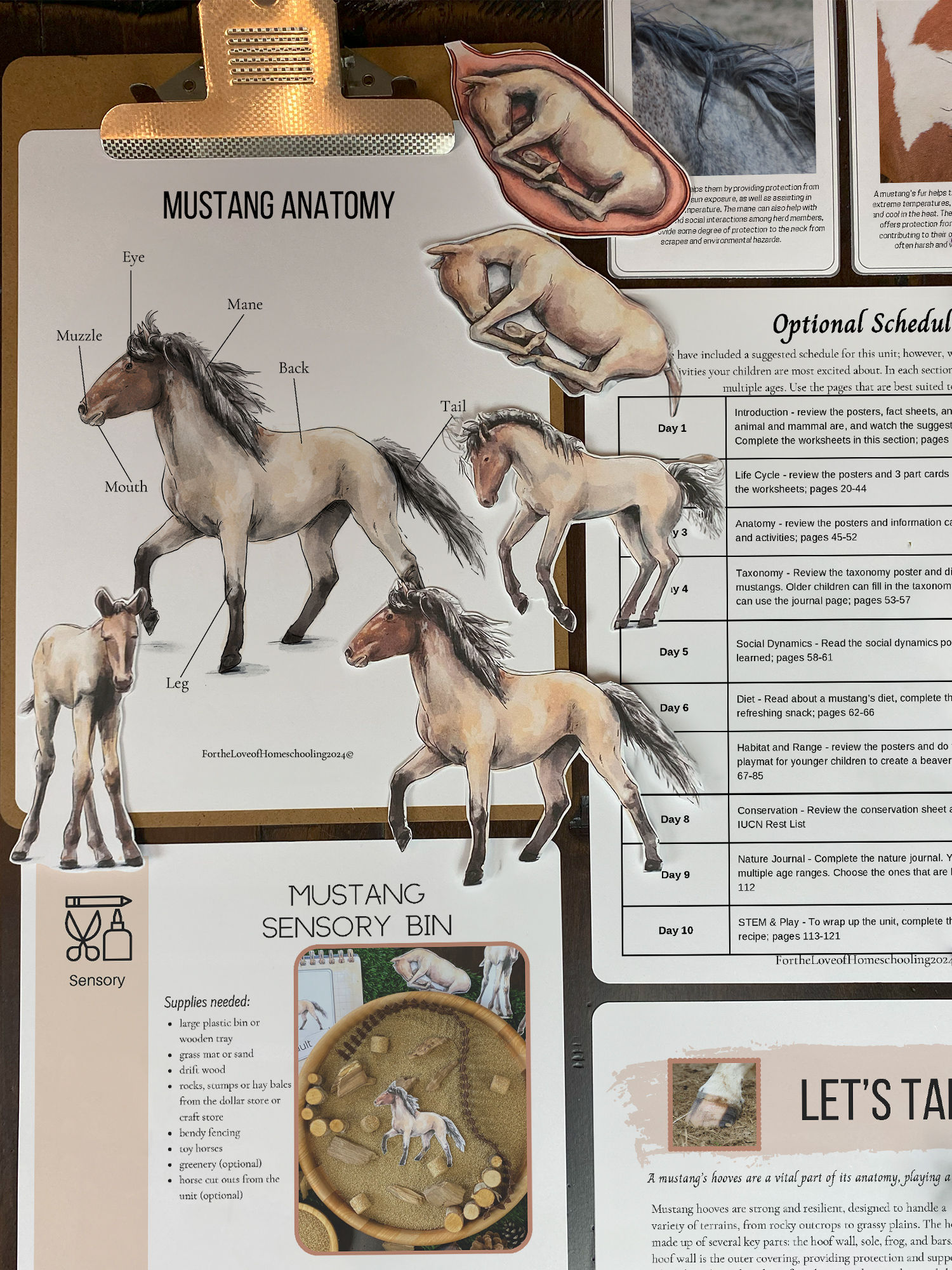 Sample Wild Mustang Nature Study