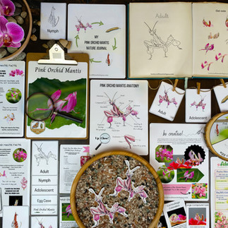  Pink Orchid Mantis Unit